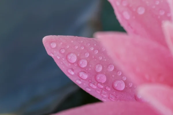 Lirio de agua rosa —  Fotos de Stock