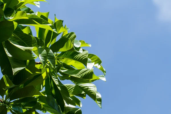 Erste Blätter am Baum im Frühling — Stockfoto