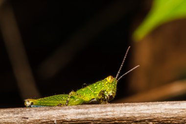 bir yaprak tıraşlama çekirge