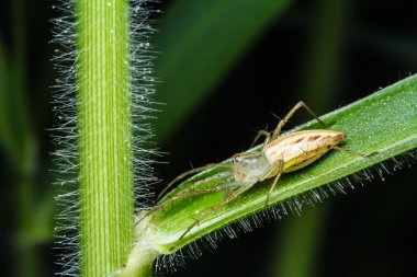 yeşil yaprak örümcek atlama