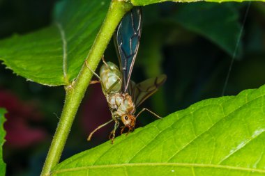 Weaver ant Kraliçe yeşil yaprak üzerinde