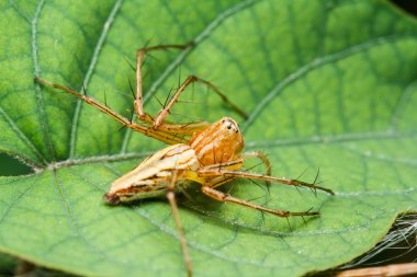 yeşil yaprak örümcek atlama