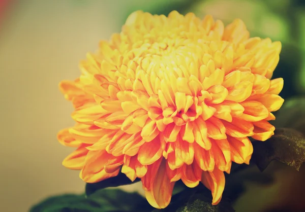 Yellow autumn chrysanthemum — Stock Photo, Image