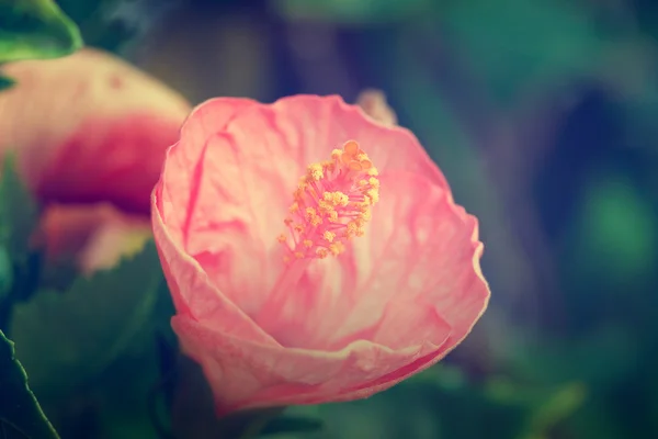 ハイビスカスの花の花粉. — ストック写真