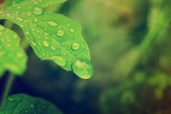 yağmur sonrası gibi tatlı su damlacıkları yaprak üzerinde kapat