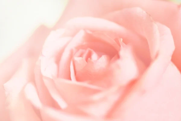 Ανθίσει ροζ τριαντάφυλλα — Φωτογραφία Αρχείου