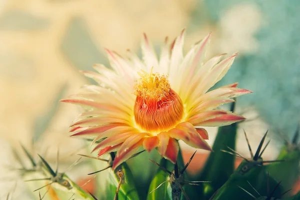 Primo piano di un cactus spinoso — Foto Stock