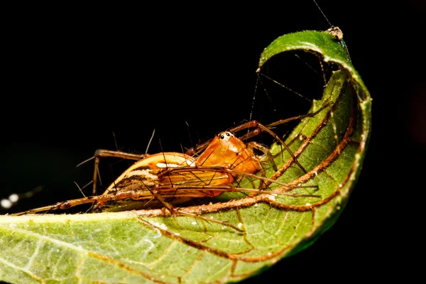 Hoppande spindel på gröna blad — Stockfoto