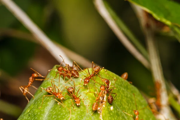 Nido de hormigas rojas —  Fotos de Stock
