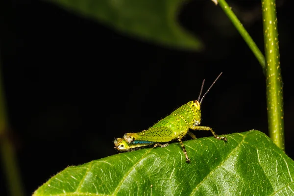 Grasshopper posado en una hoja —  Fotos de Stock