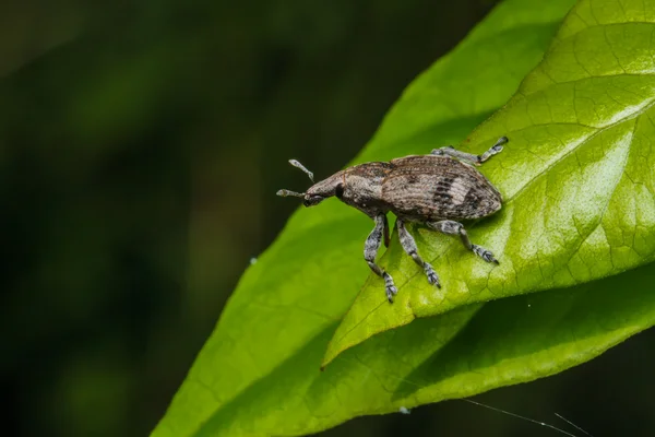 Un coléoptère qui s'accouple sur une feuille verte — Photo