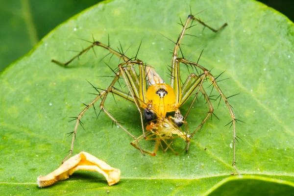 Hoppande spindel på gröna blad — Stockfoto