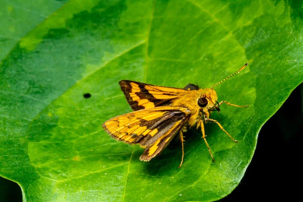 Motýl sedící na zeleném listu. — Stock fotografie