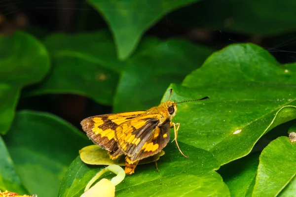 Mariposa posada sobre una hoja verde. —  Fotos de Stock