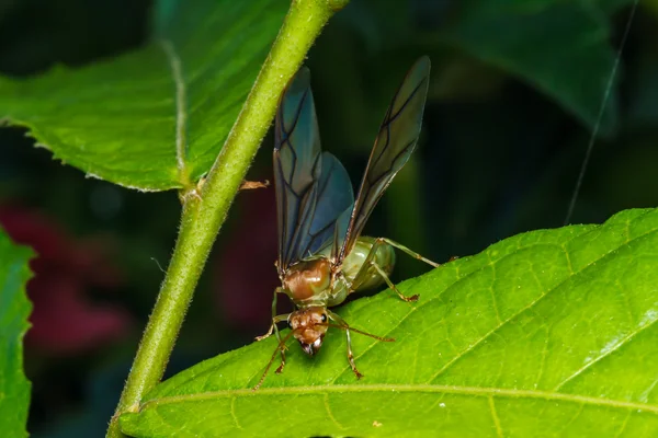 Tejedora hormiga reina en hoja verde —  Fotos de Stock
