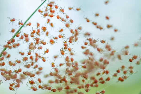 Groups of babies spider — Stock Photo, Image