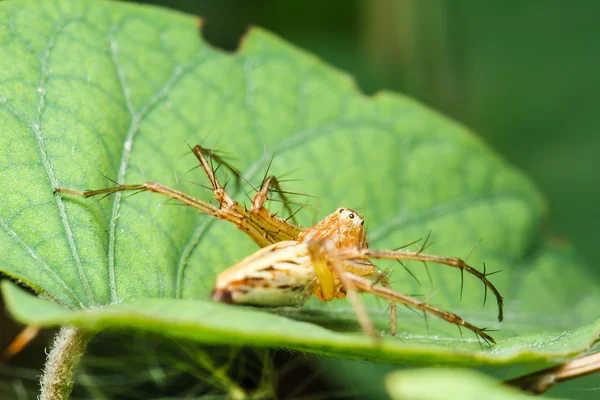 Hoppande spindel på gröna blad — Stockfoto