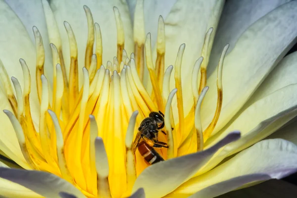 Bee on water lily — Stock Photo, Image