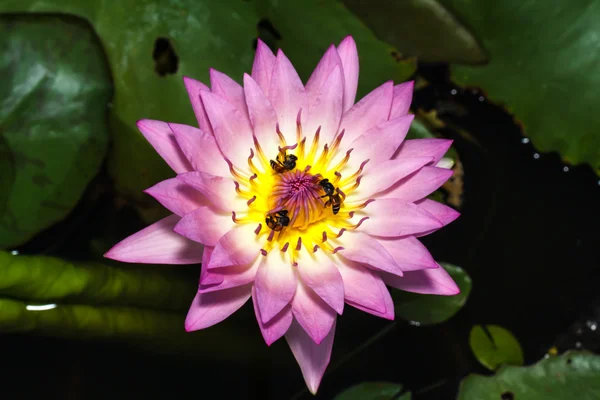 Bee op water lily — Stockfoto