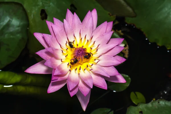 Bee on water lily — Stock Photo, Image