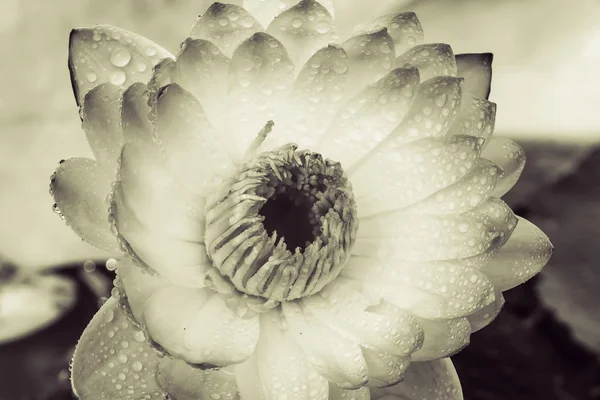 Giglio rosa dell'acqua — Foto Stock