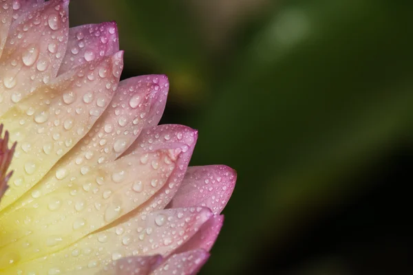 Gelber Lotus — Stockfoto