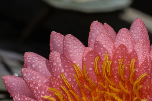 ピンクの睡蓮 — ストック写真