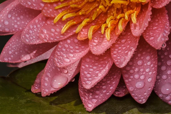 Roze water lily — Stockfoto