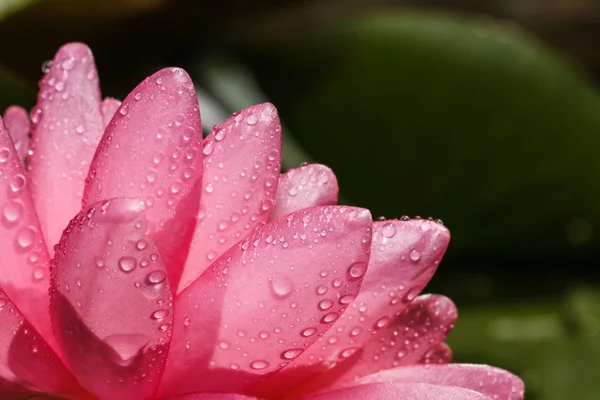 Lírio de água rosa — Fotografia de Stock