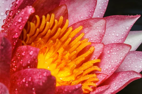 Lírio de água rosa — Fotografia de Stock