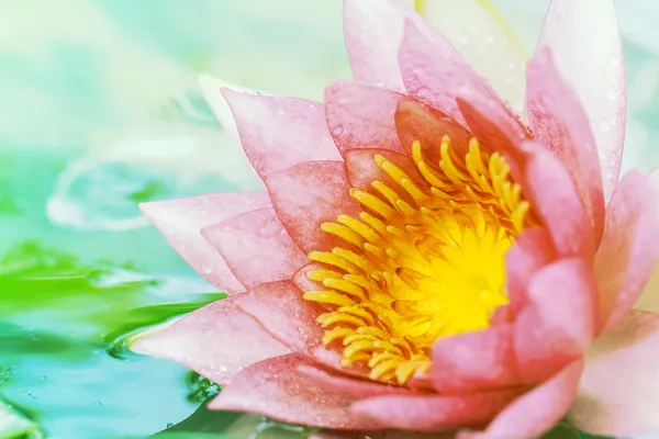 Pink water lily — Stock Photo, Image