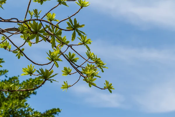 Erste Blätter am Baum im Frühling — Stockfoto