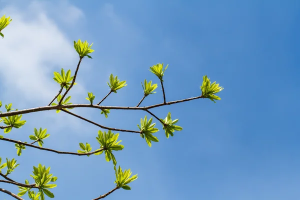 Erste Blätter am Baum im Frühling — Stockfoto