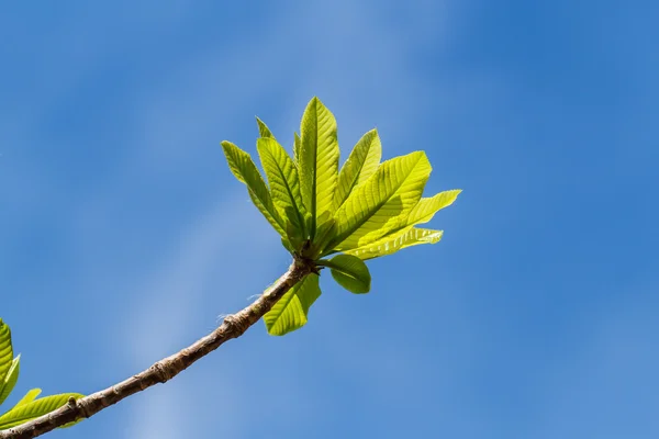 Eerste bladeren op boom in het voorjaar van — Stockfoto