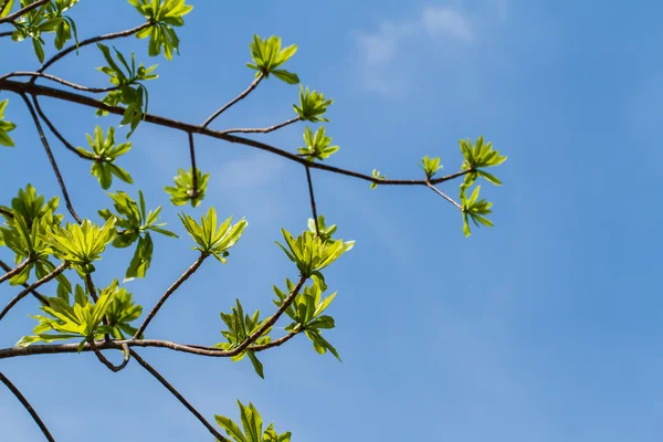 Erste Blätter am Baum im Frühling — Stockfoto