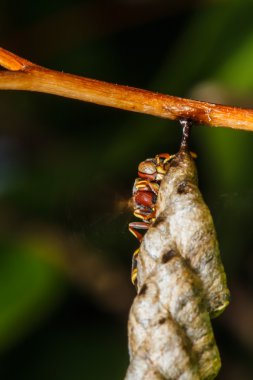 eşek arısı yuvası kurar