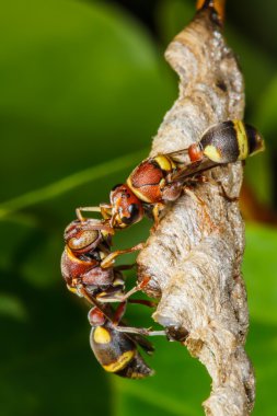 eşek arısı yuvası kurar