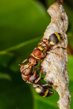 eşek arısı yuvası kurar