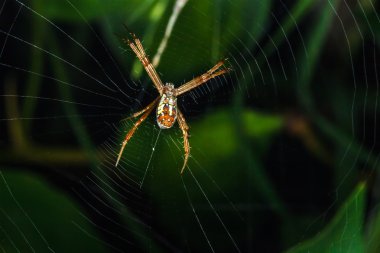 Örümcek ağda