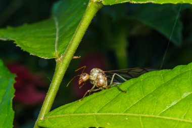 Weaver ant Kraliçe yeşil yaprak üzerinde
