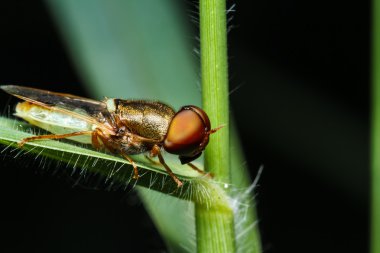 Yeşil çimenlerin üzerinde böcek