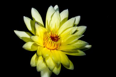 Sarı lotus
