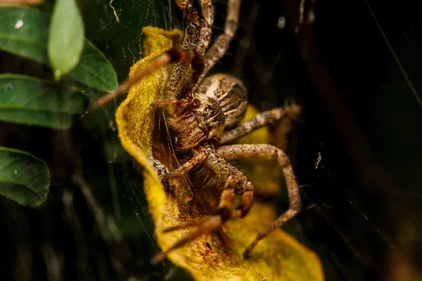 Wolf spider is rusten op het net — Stockfoto