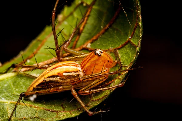 Hoppande spindel på gröna blad — Stockfoto