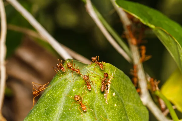 Nido di formiche rosse — Foto Stock
