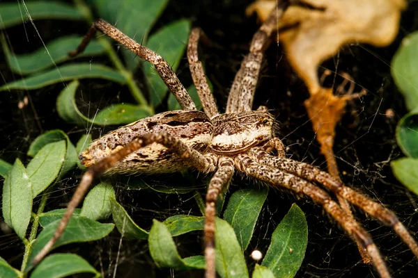 Wolf spider is rusten op het net — Stockfoto