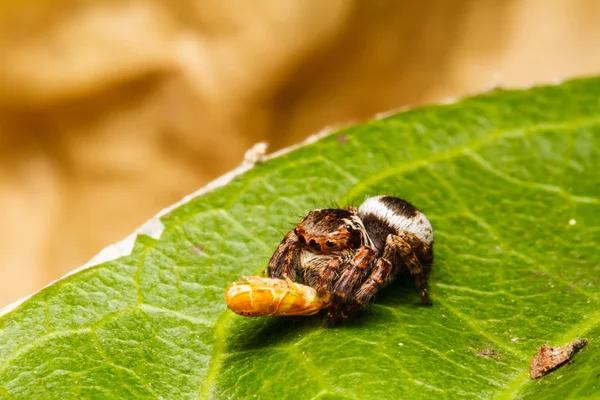 Jumping spider on green leaf — Stock Photo, Image