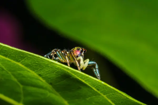 Ragno che salta su foglia verde — Foto Stock