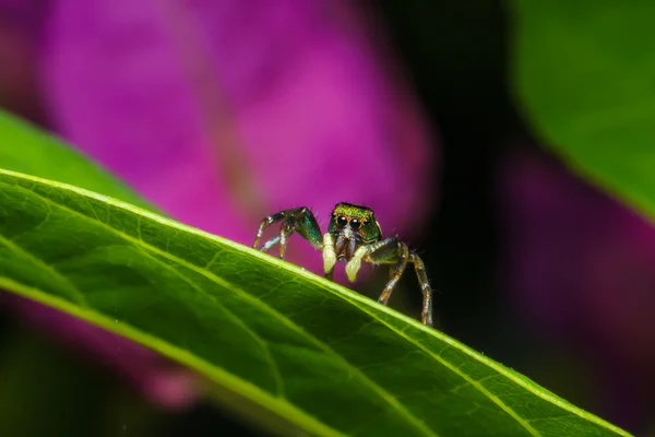 Salto de araña en hoja verde — Foto de Stock