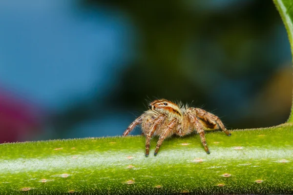 Araignée sauteuse sur feuille verte — Photo